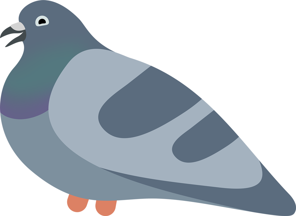 Pigeon Best Friend Laughing